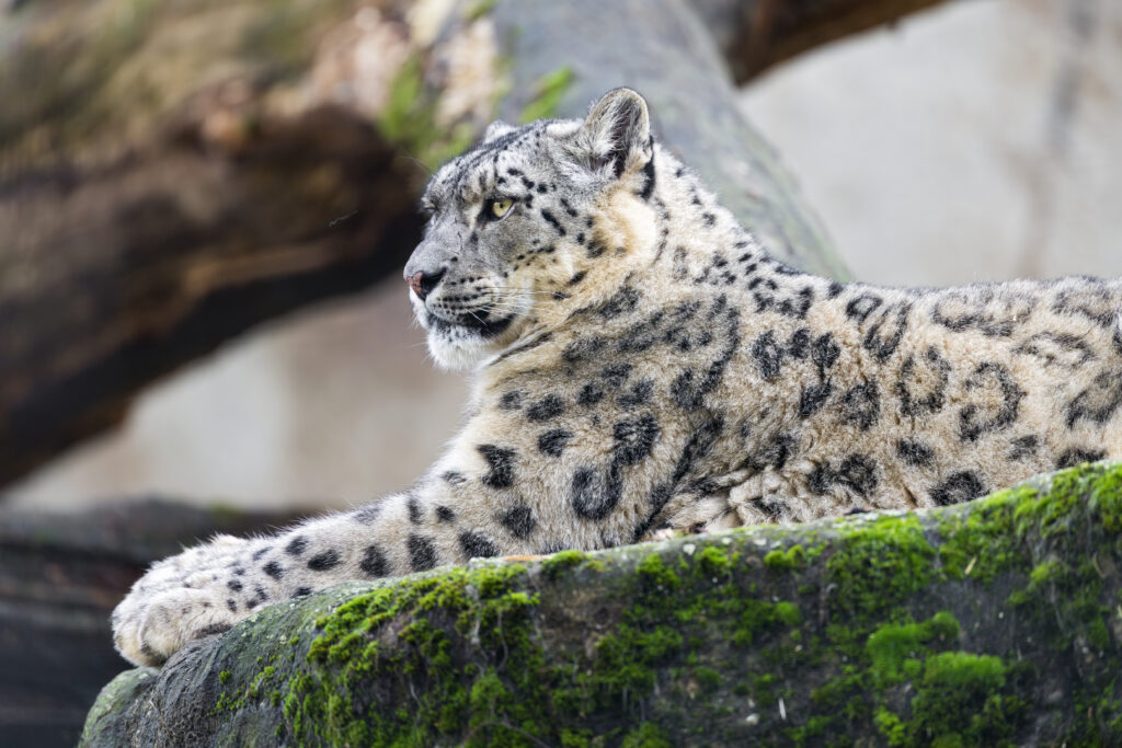 Majestic Snow Leopard Resting on Mossy Stone in Natural Habitat Wallpaper