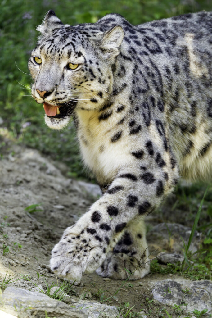 Graceful Snow Leopard Strides Through Rocky Terrain: Majestic Display Wallpaper