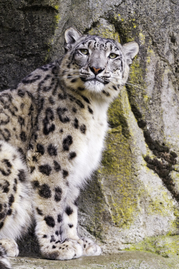 Majestic Snow Leopard Wallpaper: Striking Big Cat Against Stone