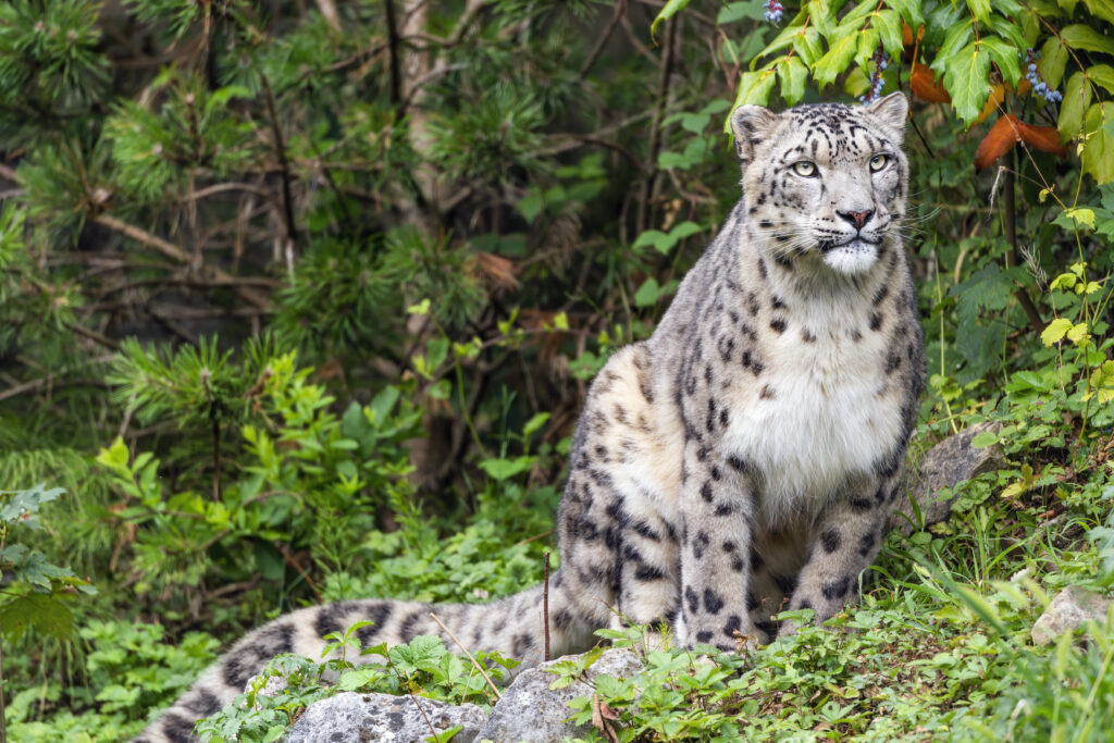 Majestic Snow Leopard Wallpaper in Lush Greenery Background