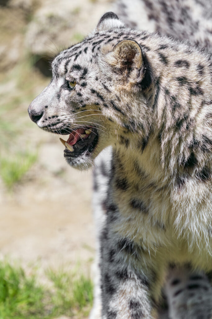 Majestic Snow Leopard Profile - Fierce Big Cat Wallpaper