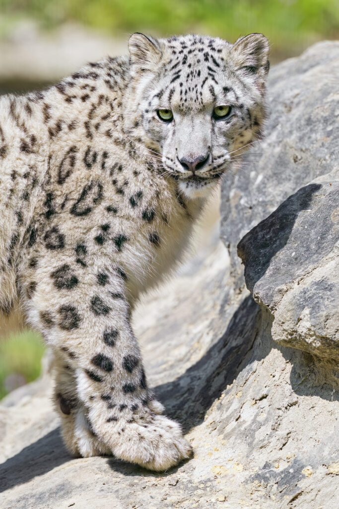 Majestic Snow Leopard Wallpaper on Rugged Stone Background