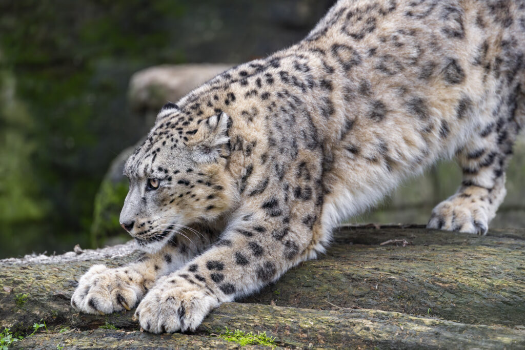 Majestic Snow Leopard Wallpaper: Power, Beauty & Natural Elegance