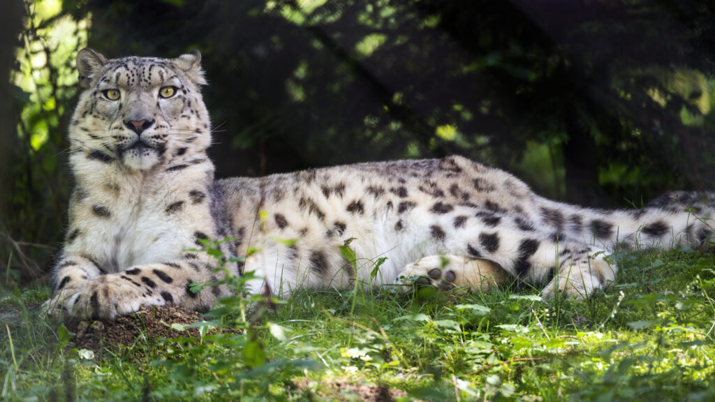 Majestic Snow Leopard Wallpaper: Irbis in Lush Green Background