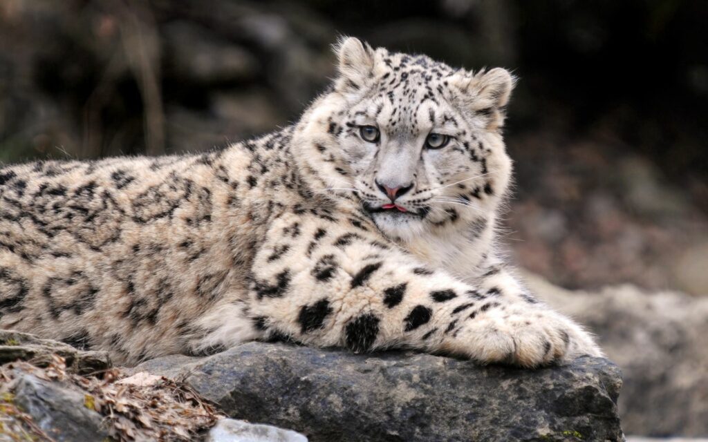 Majestic Snow Leopard Wallpaper: Graceful Predator in Nature