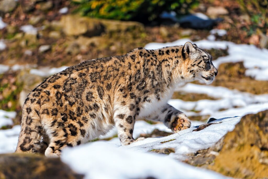 Majestic Snow Leopard Walking on Snowy Rocky Landscape Wallpaper