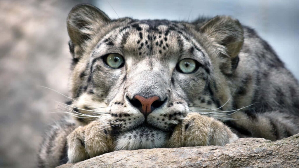 Majestic Snow Leopard on Rock: Nature's Beauty and Power Wallpaper