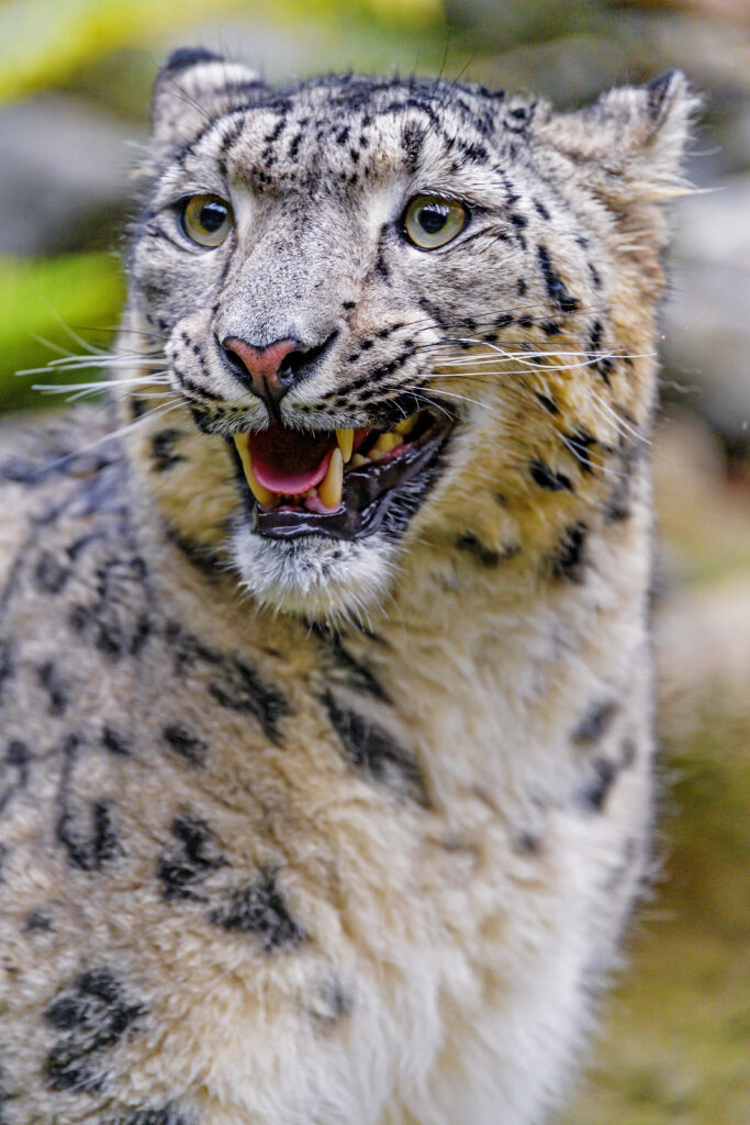 Majestic Snow Leopard Wallpaper: Grace and Power of the Irbis