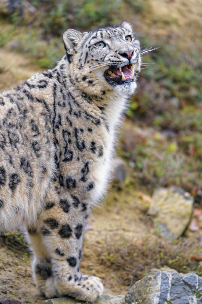 Majestic Snow Leopard Wallpaper: Stunning Gray Coat & Natural Background