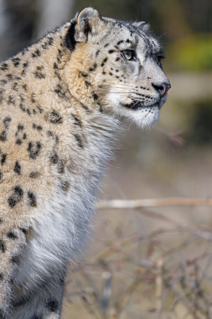 Majestic Snow Leopard Wallpaper - Striking Wildlife Background