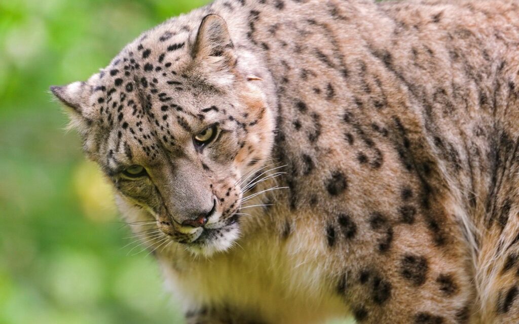 Majestic Snow Leopard: Intense Gaze & Striking Spotted Fur Wallpaper