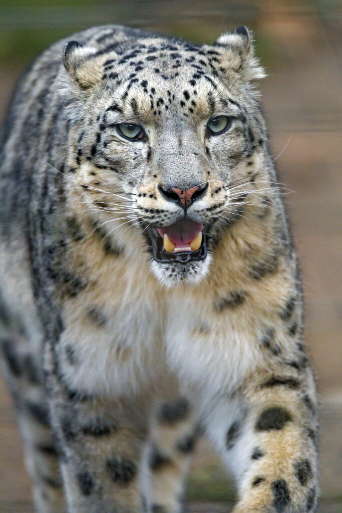 Majestic Snow Leopard: Intense Gaze & Stunning Spotted Fur Wallpaper