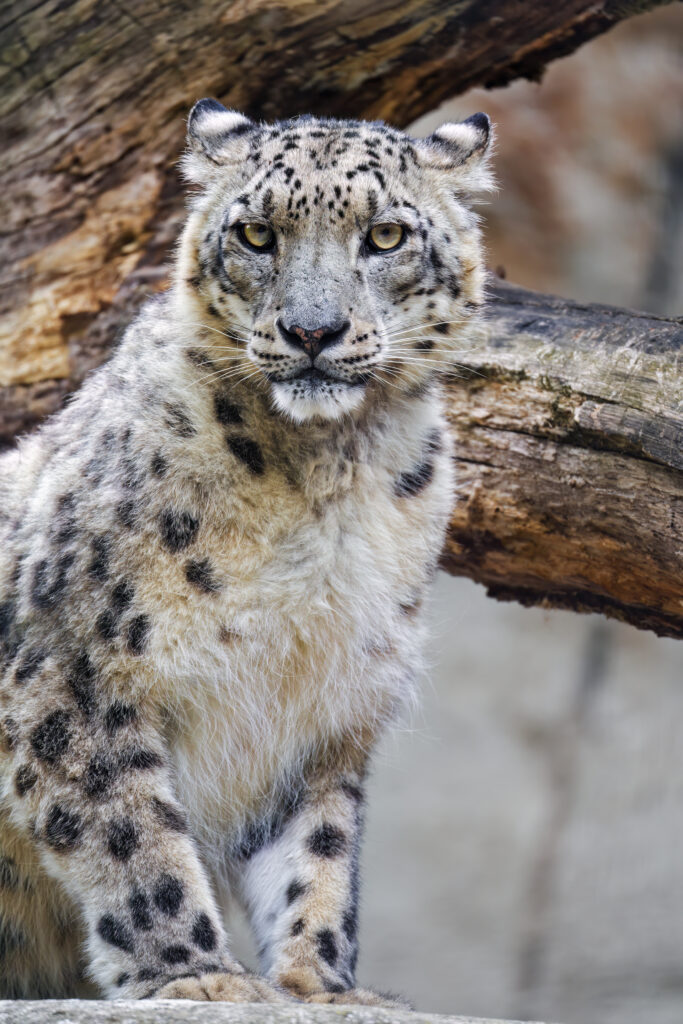 Majestic Snow Leopard Wallpaper - Irbis with Nature Background