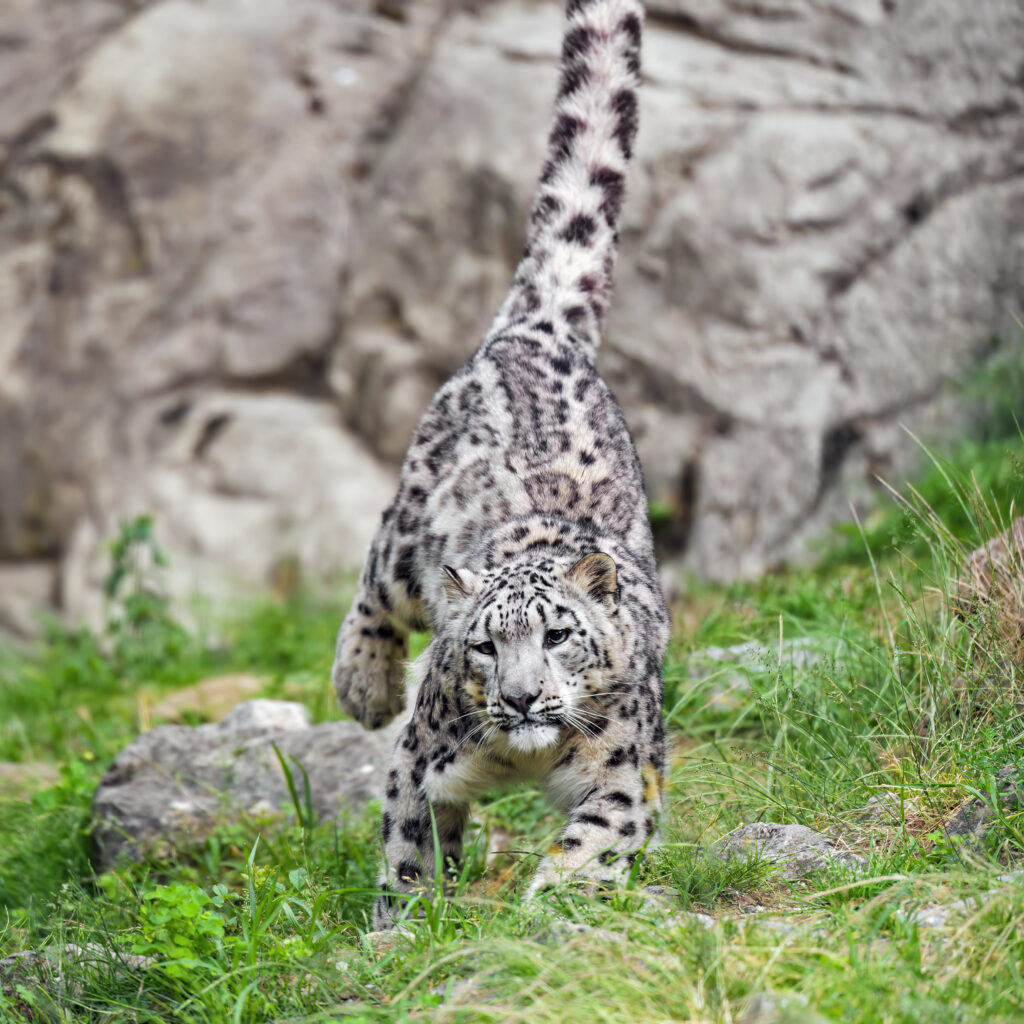 Majestic Snow Leopard Jumping in Nature – Stunning Wildlife Wallpaper