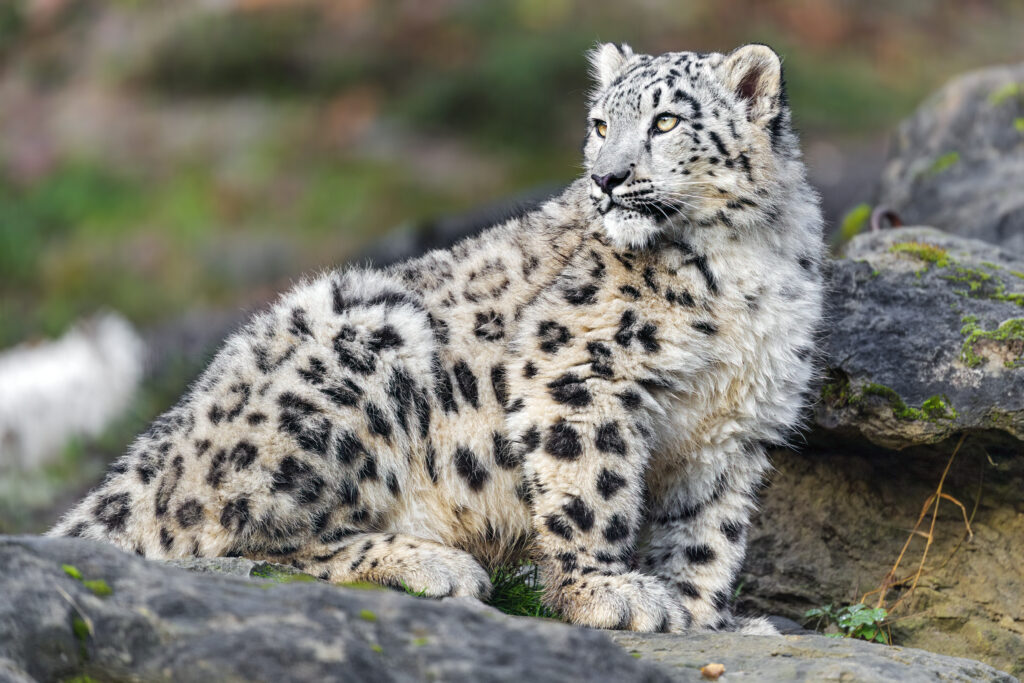 Majestic Snow Leopard on Stone - Stunning Wildlife Wallpaper