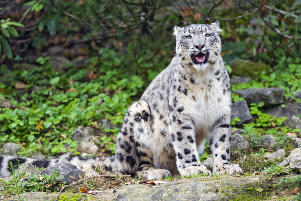 Majestic Snow Leopard Wallpaper: Irbis in Lush Greenery Background