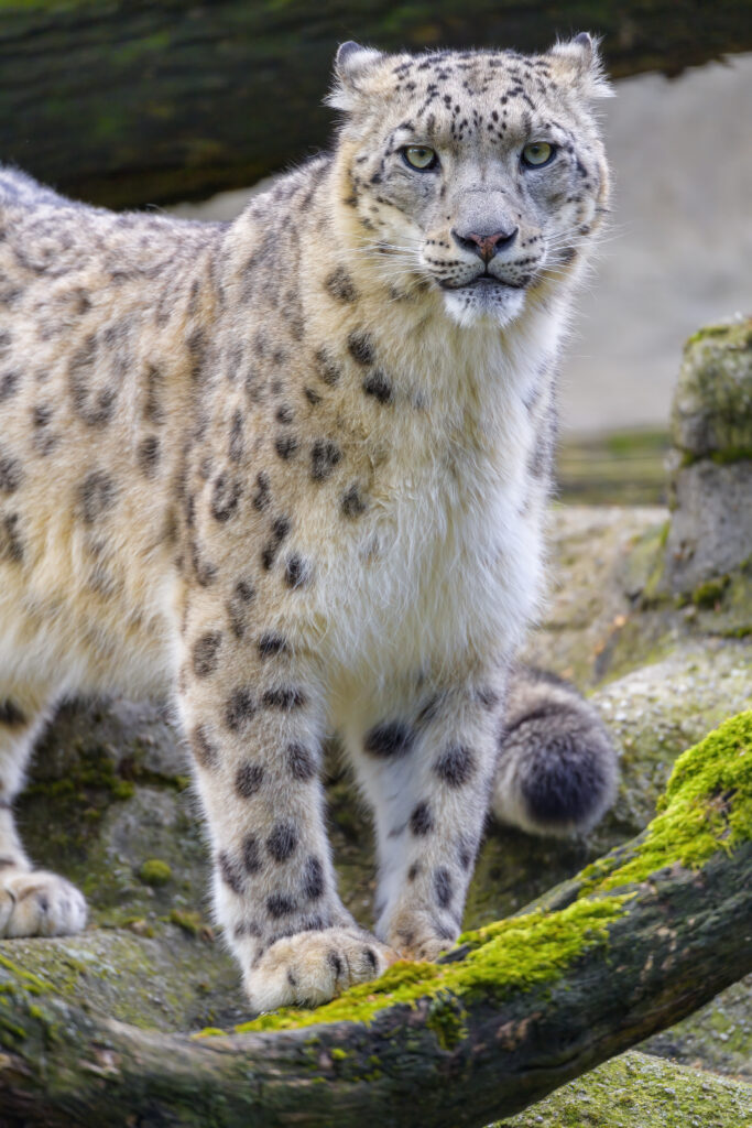 Majestic Snow Leopard Wallpaper: Grace on a Moss-Covered Branch