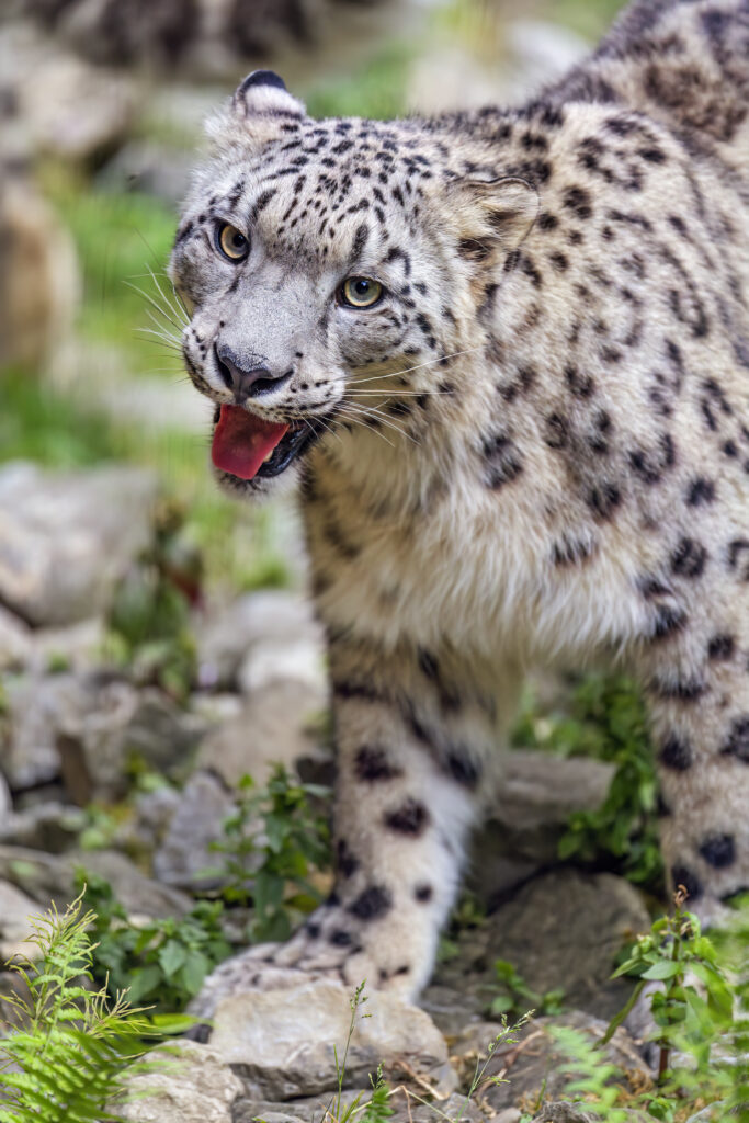 Majestic Snow Leopard Wallpaper: Irbis with Piercing Gaze & Spotted Fur