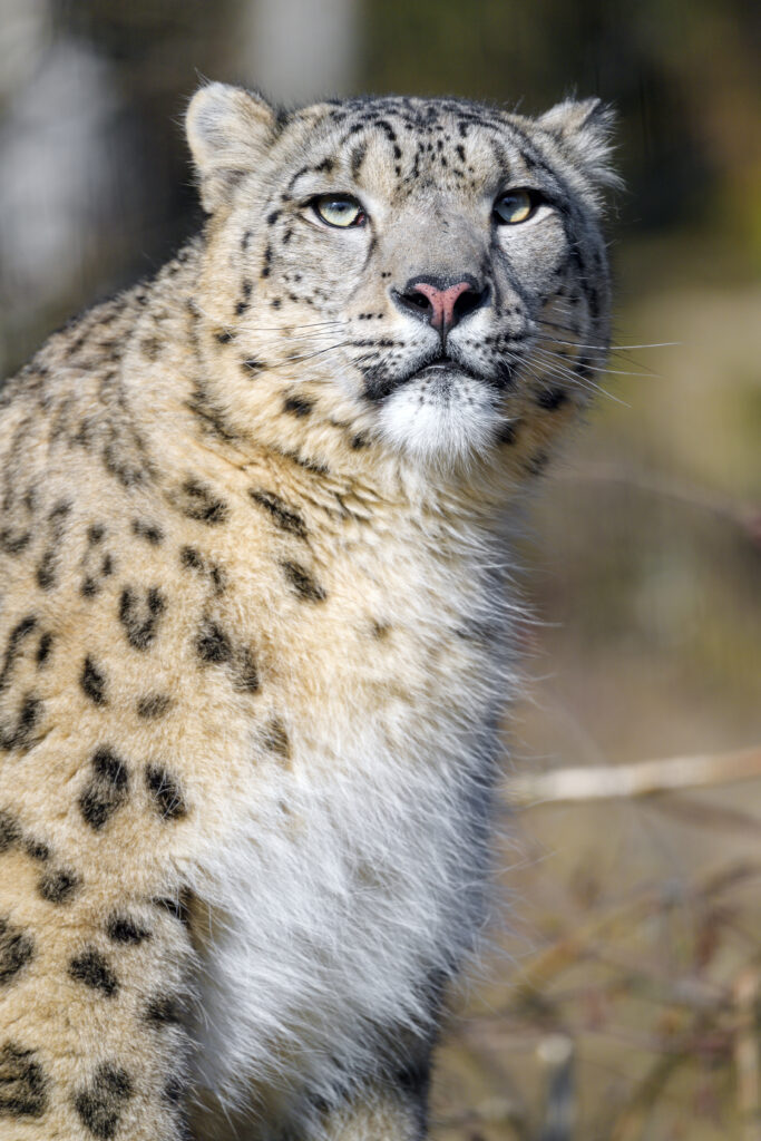 Majestic Snow Leopard Wallpaper: Wild Beauty & Powerful Predator