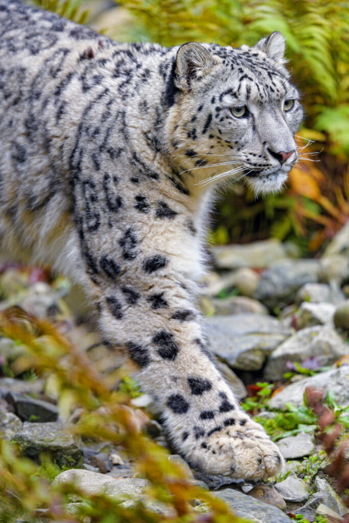 Majestic Snow Leopard Wallpaper: Striking Big Cat in Natural Setting