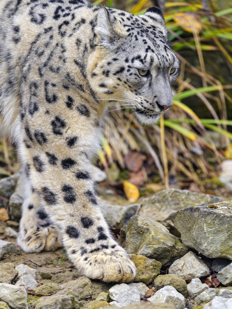 Majestic Snow Leopard in Motion: Wildlife Wallpaper Background