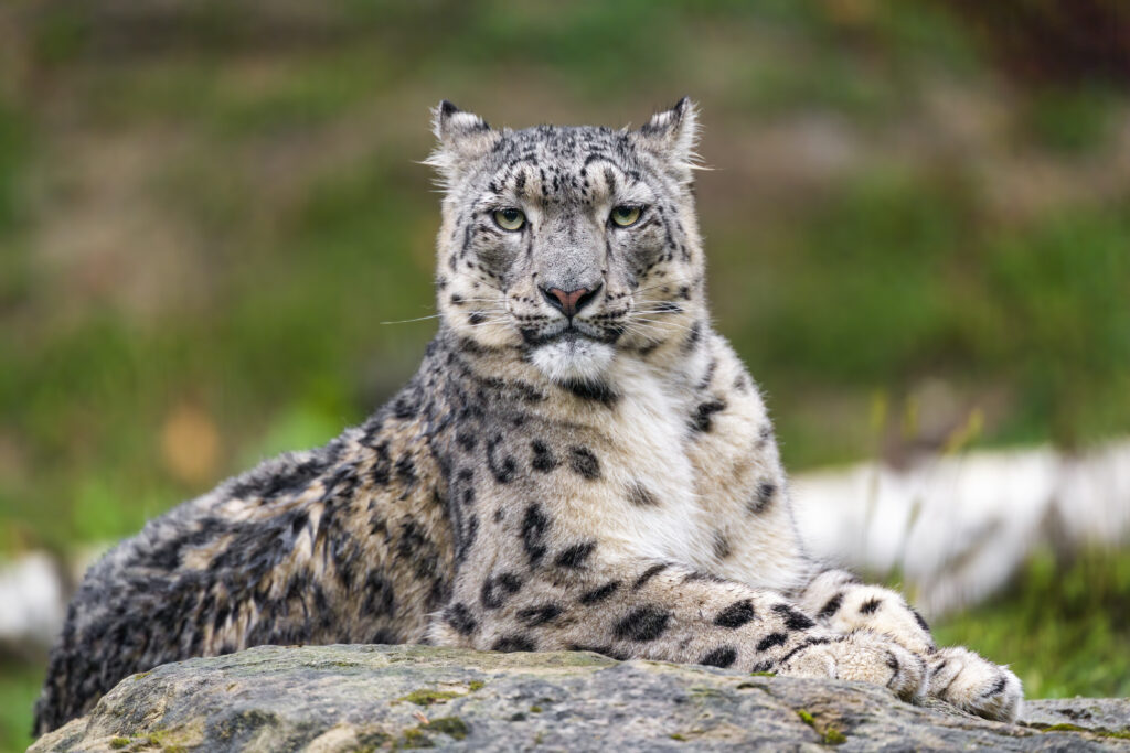 Majestic Snow Leopard Wallpaper: Graceful Irbis on Stone