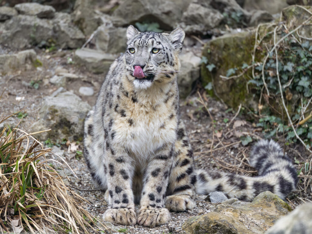 Majestic Snow Leopard Wallpaper: Graceful Big Cat Among Rocks