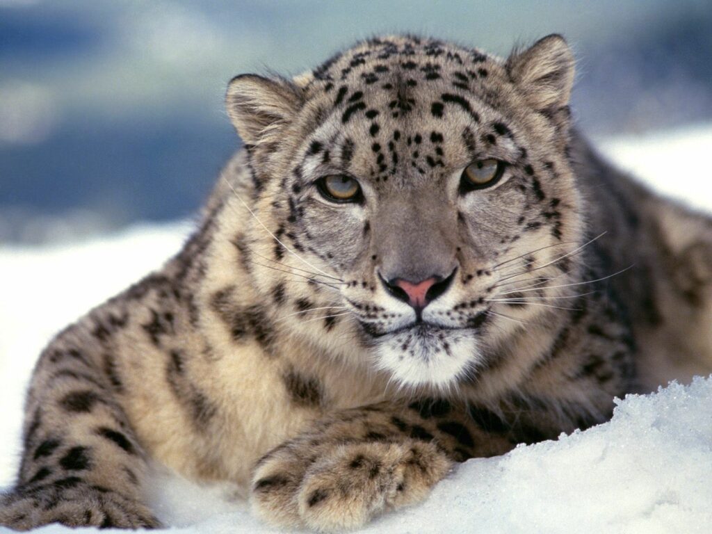 Majestic Snow Leopard Wallpaper: Striking Eyes in Snowy Landscape
