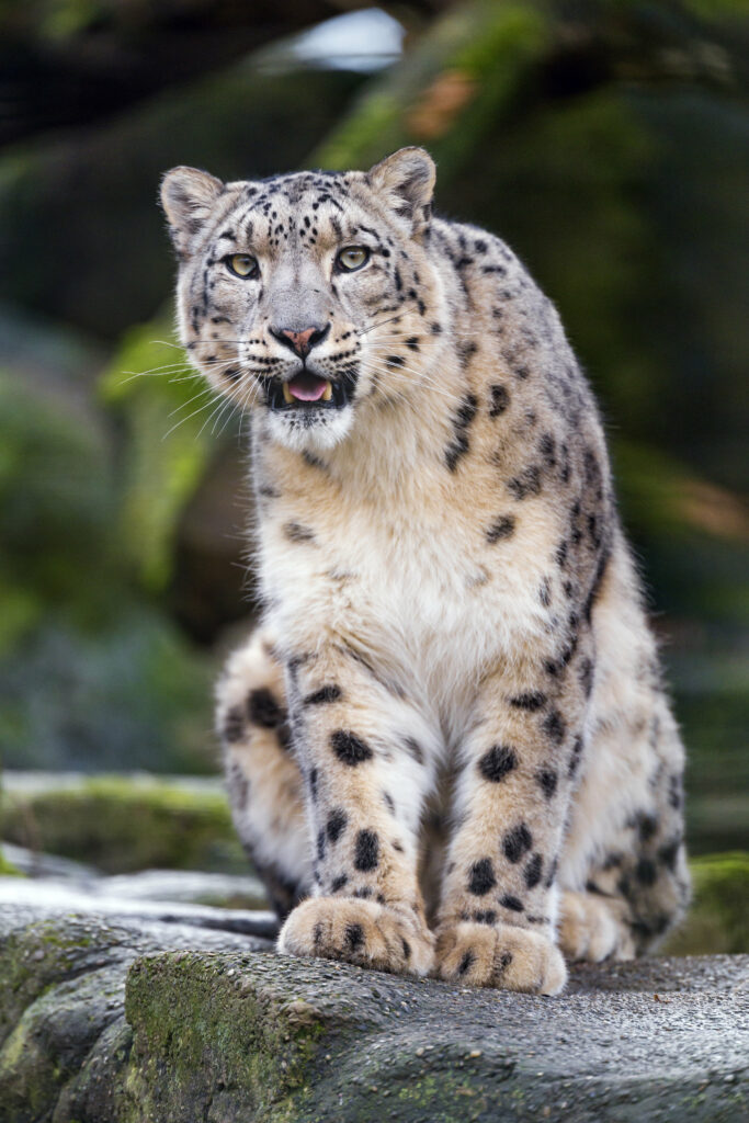 Majestic Snow Leopard Wallpaper: Graceful Predator in Nature