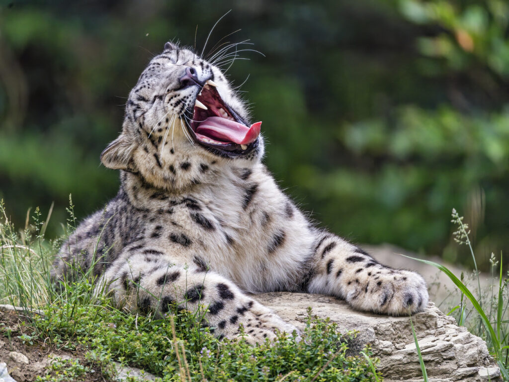 Majestic Snow Leopard Relaxing: Stunning Wallpaper Background