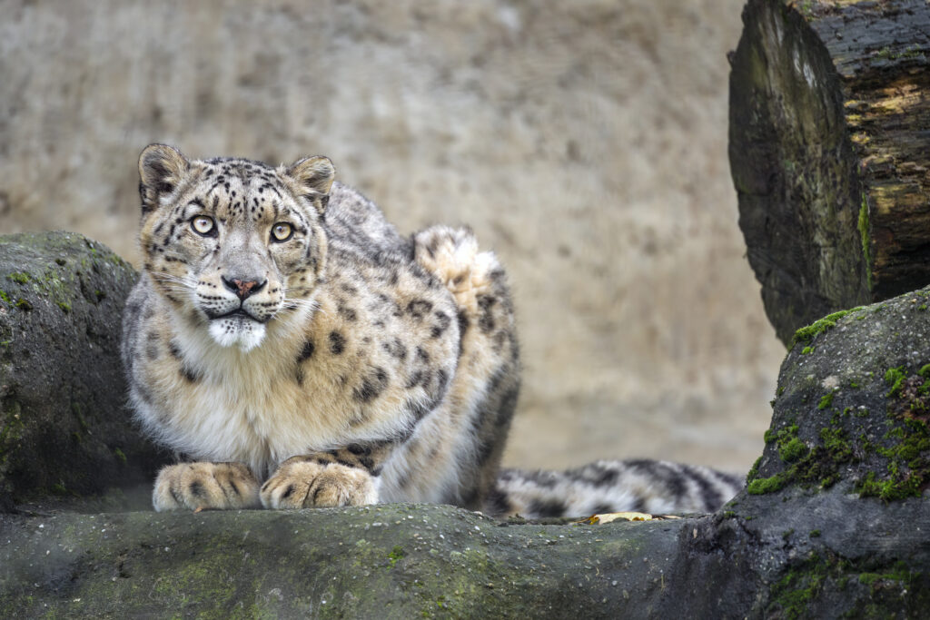 Majestic Snow Leopard Wallpaper: Powerful Predator on Rocky Surface