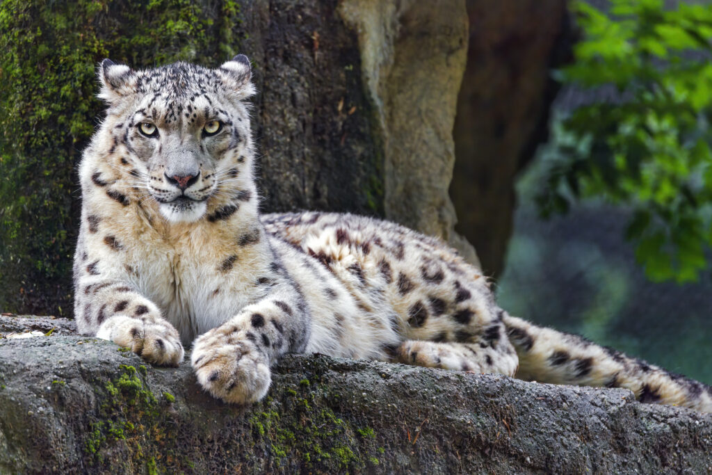 Majestic Snow Leopard Wallpaper: Graceful Big Cat in Nature