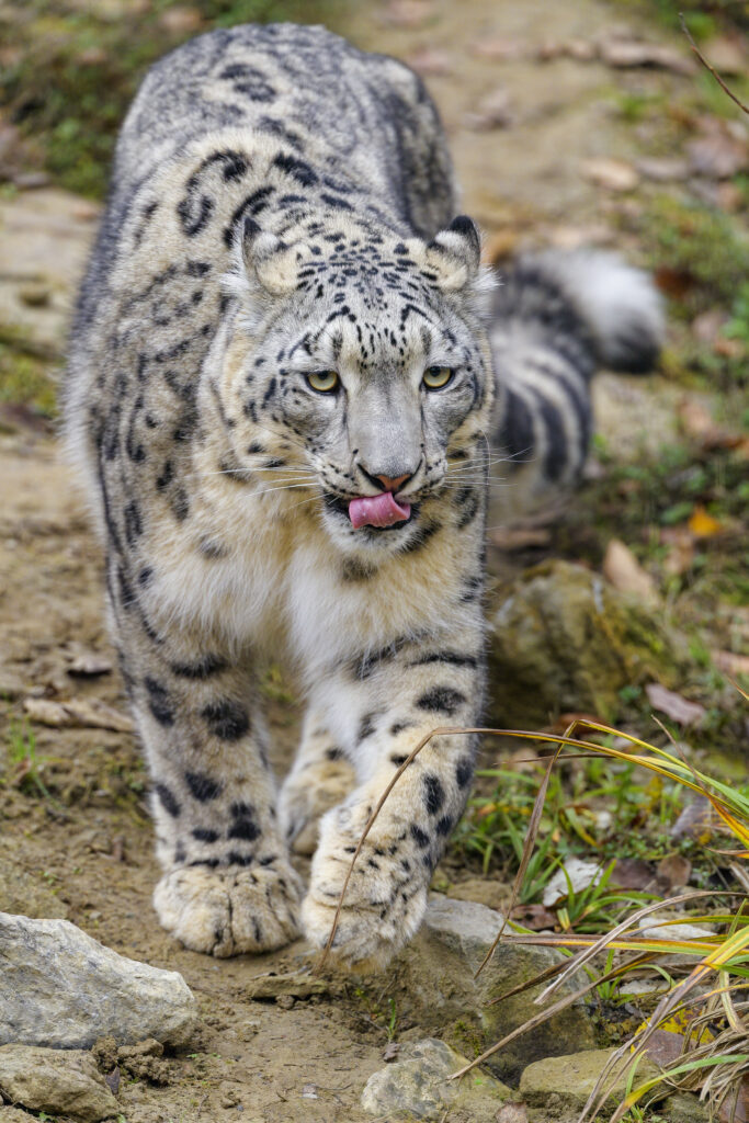 Majestic Snow Leopard Wallpaper: Graceful Big Cat in Motion
