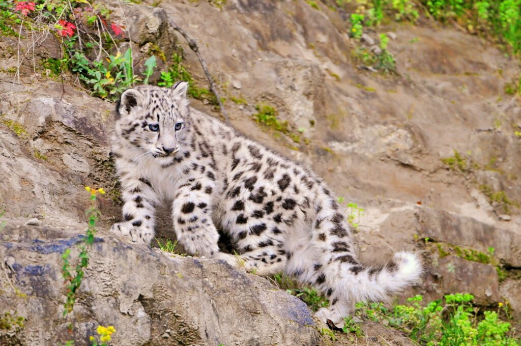 Stunning Snow Leopard on Rocky Terrain: Nature's Fierce Beauty Wallpaper