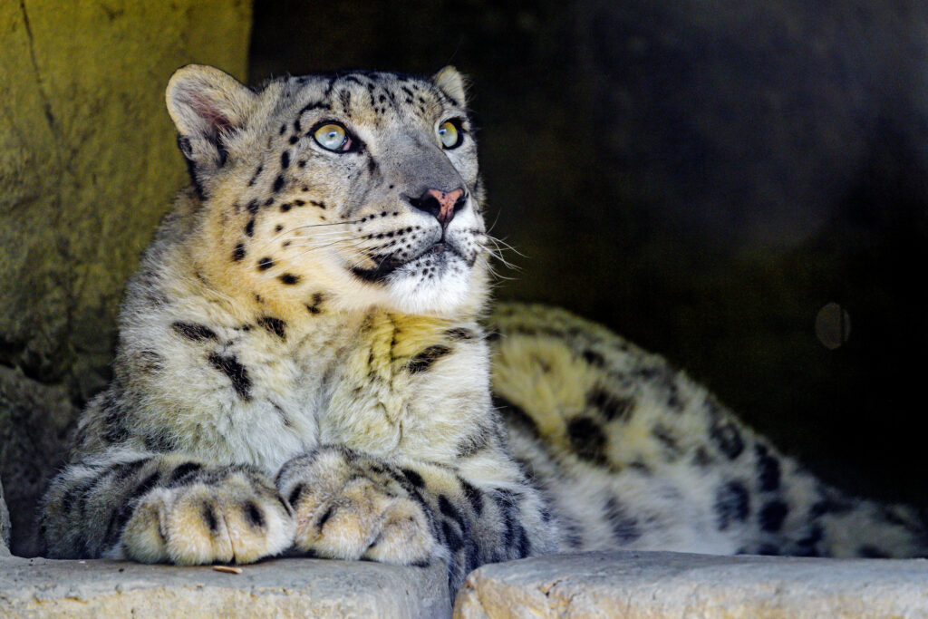 Majestic Snow Leopard Wallpaper: Fierce Predator Among Rocks