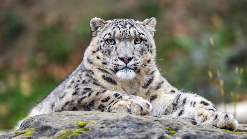 Majestic Snow Leopard Wallpaper: Elegant Predator in Soft Background