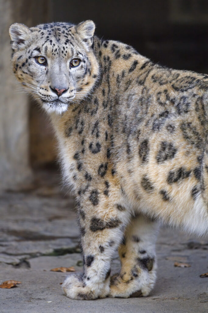 Majestic Snow Leopard Wallpaper - Striking Irbis in Glance