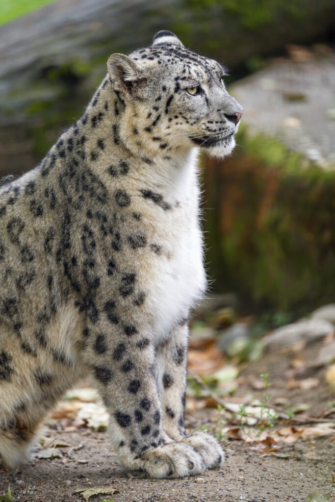 Majestic Snow Leopard Wallpaper: Irbis in Sharp Detail