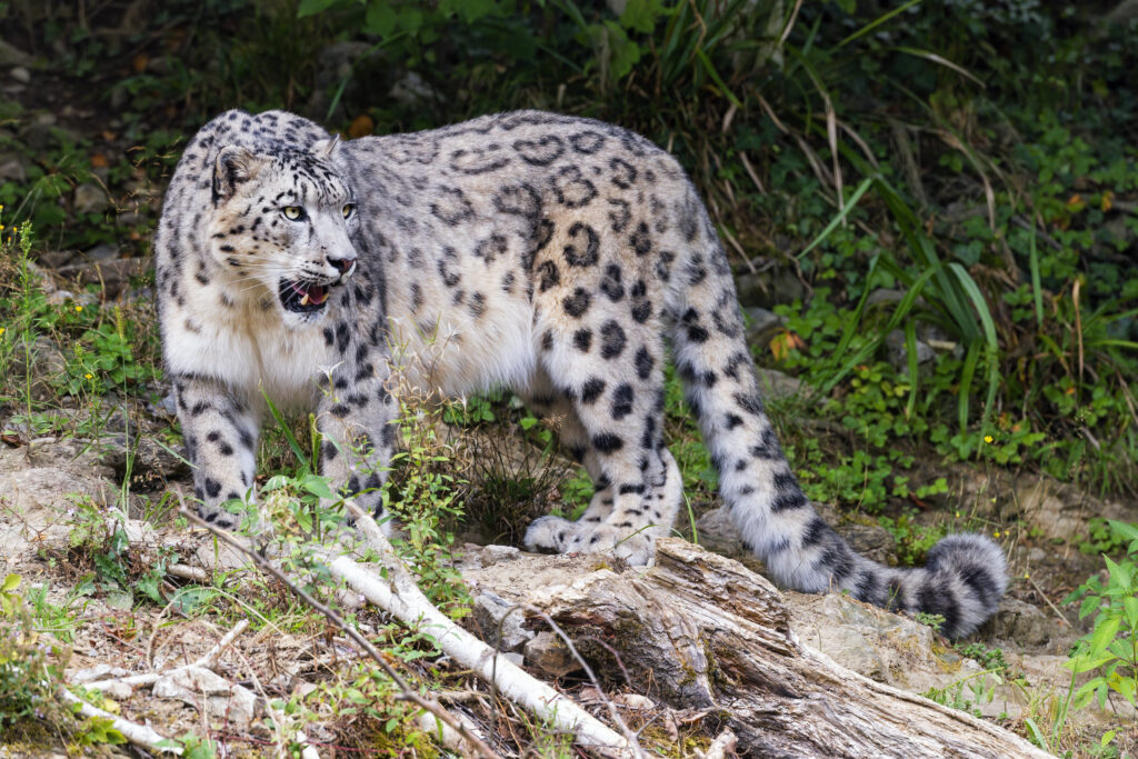 Majestic Snow Leopard Wallpaper: Graceful Stalker in Nature