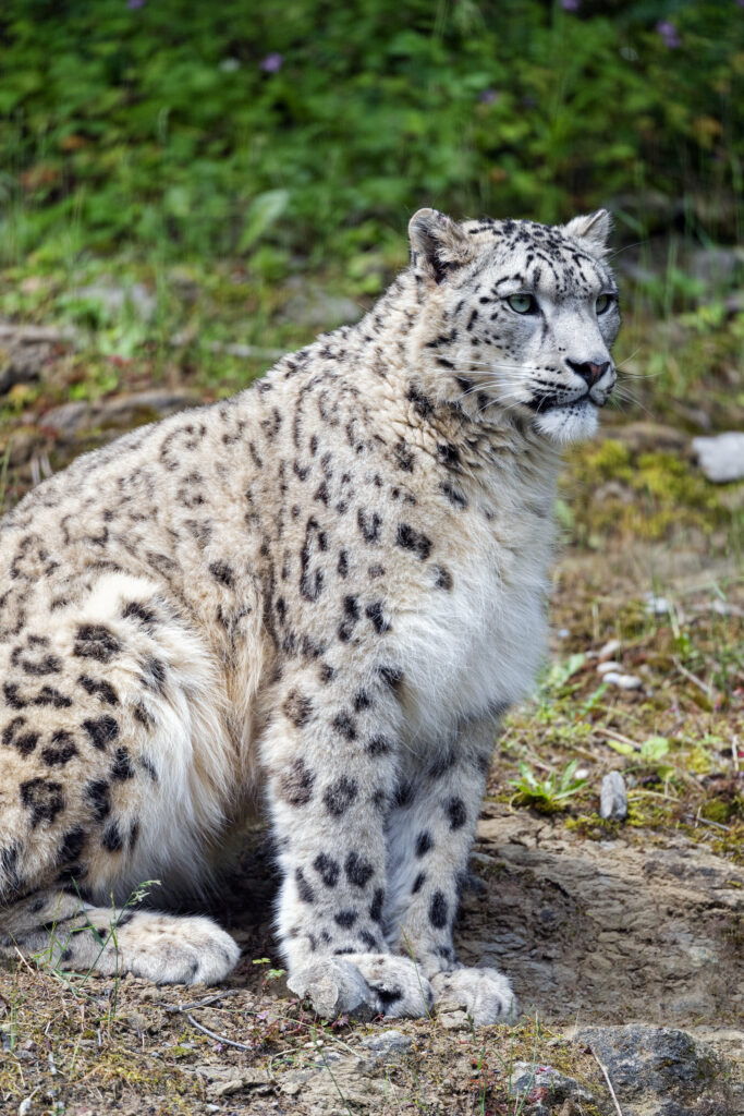 Snow Leopard in Nature: Majestic Big Cat Wallpaper with Greenery Background