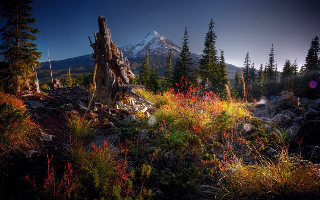 Rugged mountain landscape with tree snag lush vegetation fir trees and snow-capped peak background Wallpaper