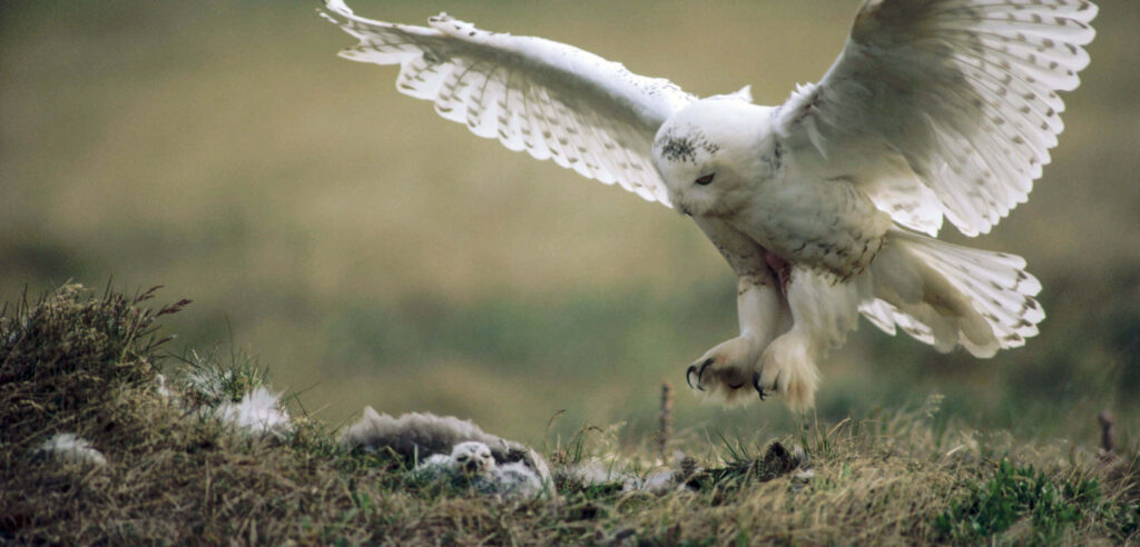 Majestic Snowy Owl Descending: Graceful Nature Wallpaper