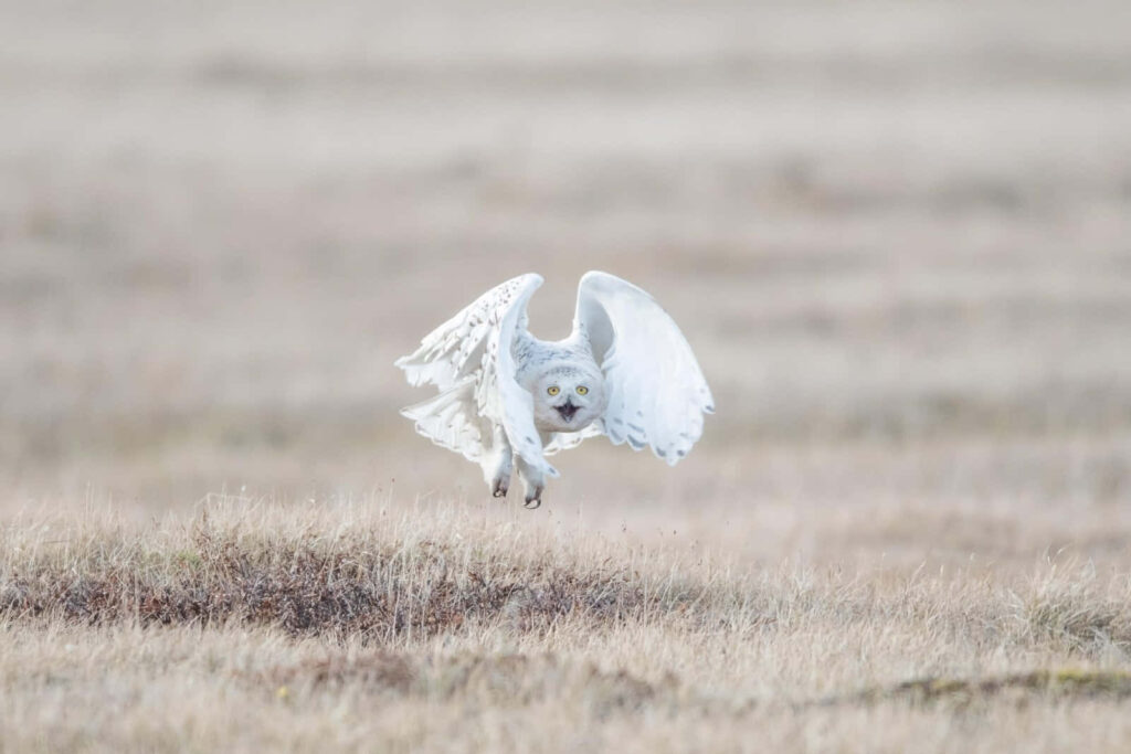 Majestic Snowy Owl Soars Over Snow-Dusted Landscape Wallpaper