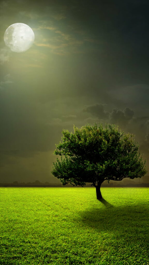 Majestic Solitude: Serene Moonlit Lone Tree in HD Phone Wallpaper