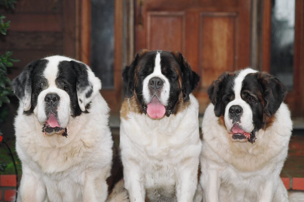 Majestic St. Bernard Dogs Wallpaper: Loyalty and Companionship Background