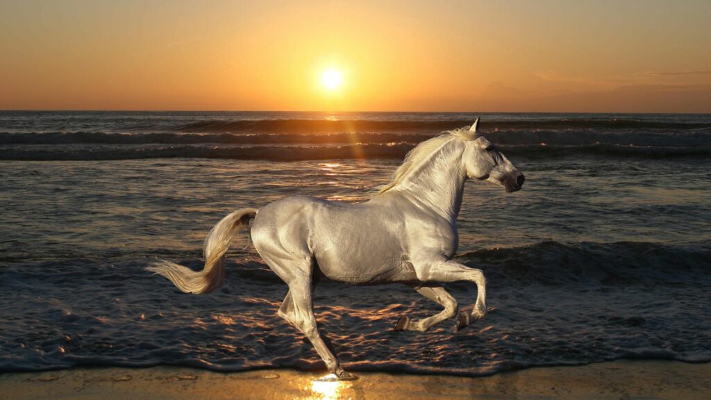Majestic Stallion Gallops at Sunset: Stunning 1920x1080 Wallpaper