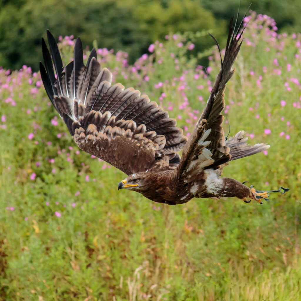 Majestic Steppe Eagle in Flight: Stunning Nature Wallpaper Background