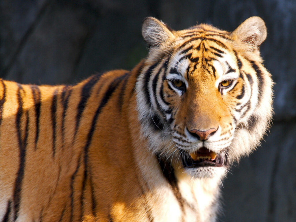 Majestic Sumatran Tiger UHD Wallpaper in Stunning 8K Resolution