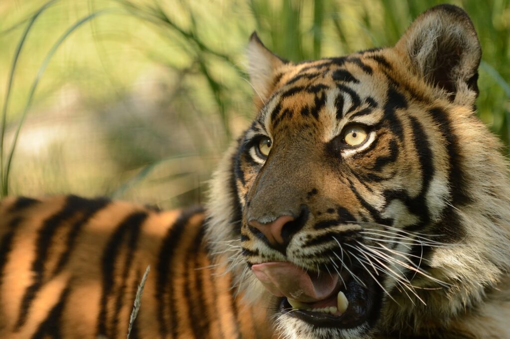 Sumatran Tiger Close-Up: Intense Gaze & Unique Patterns in Nature Wallpaper