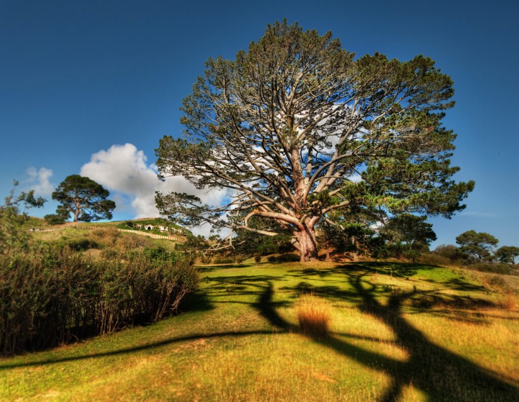 Majestic tree in summer sunlight casting shadows on green grass with blue sky and clouds background Wallpaper